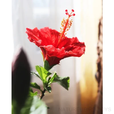 SOUK SIKIM FLTRESZ ZEYTNYAI NET 5LT