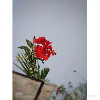 SOUK SIKIM FLTRESZ ZEYTNYAI NET 5LT