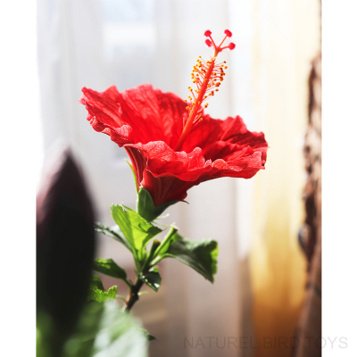 SOUK SIKIM FLTRESZ ZEYTNYAI NET 5LT